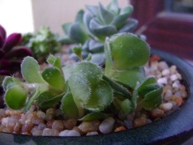 Crassula tomentosa