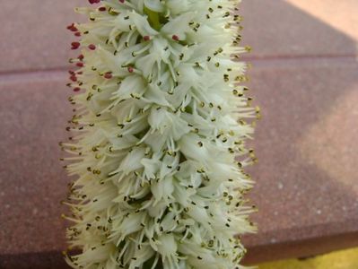 Orostachys erubescens, inflorescenta