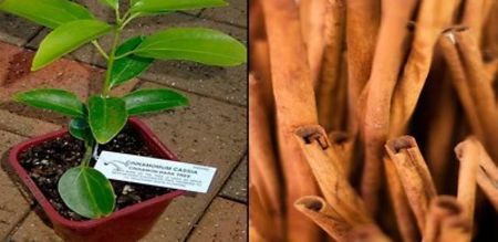 Eșec China - Cinnamomum Pedunculatum