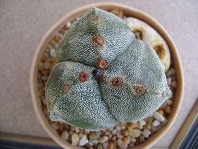 Astrophytum myriostigma v. tricostatum