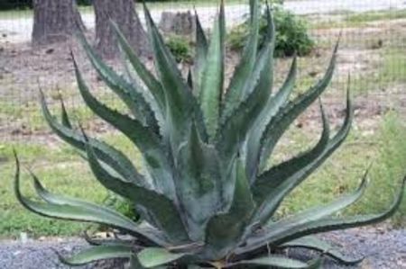 Agave Loferox Stairway to Heaven
