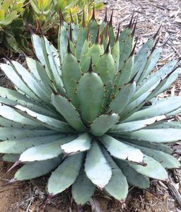 Agave macroacantha Black-Spined