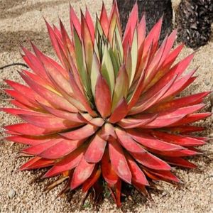 Agave Red Malagasy