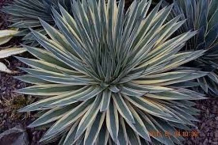 Agave Snow Glow