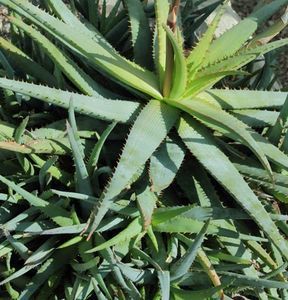 Aloe glauca Blue Aloe