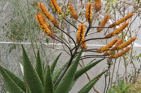 Aloe marlothii Flat Flowered Aloe