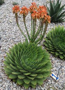Aloe polyphylla Spiral Aloe