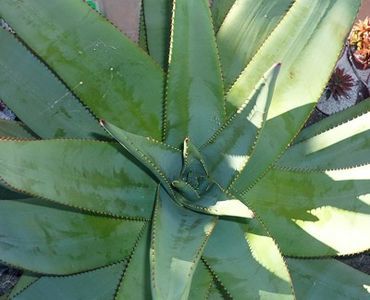 Aloe reitzii