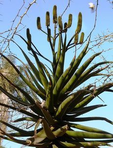 Aloe rupestris Bottlebrush Aloe