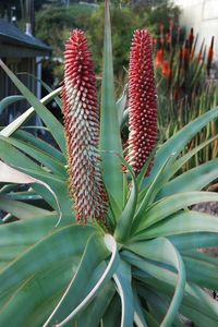 Aloe speciosa Tilt-Head Aloe