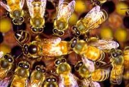 Matca cu suita de albine; In centru sta matca iar pe margini suita de albine care o ingrijeste si o hraneste.
