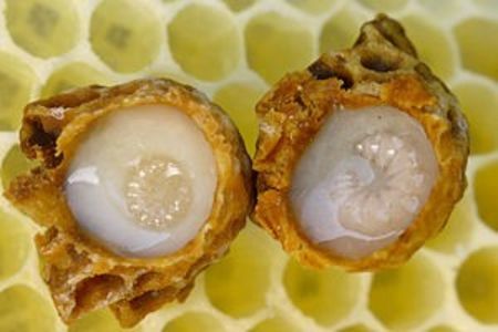Larva de matca; In imagine se vede o botca in care albinele cresc o matca tanara.
