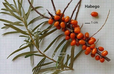 Habego ,,Orange Energy "