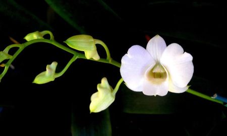 Dendrobium Chao Praya Sweet