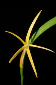 Dendrobium angustitepalum