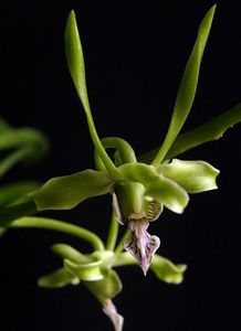 Dendrobium strebloceras