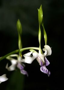 Dendrobium attenuatum