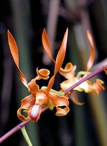 Dendrobium tangerinum