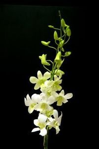 Dendrobium White