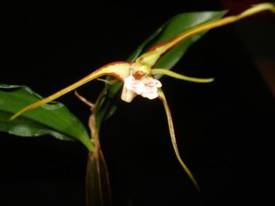 Dendrobium tetragonum