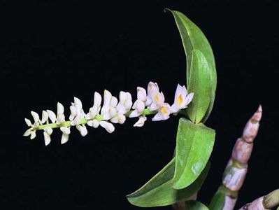 dendrobium secundum