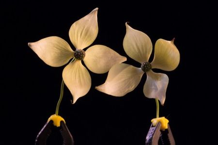 Dogwood Blooms