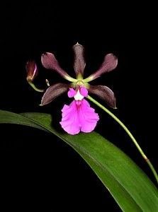 encyclia cordigera orchid