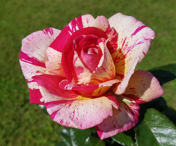 Broceliande (tufa); Bred by Michel Adam (France, 2000). Hybrid Tea. Average rating: EXCELLENT. Strong fragrance. Blooms in flushes throughout the season. Height of (90 to 120 cm).  Width of (50 to 60 cm).
