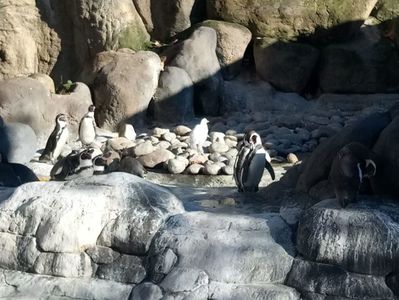 Colonie de pinguini