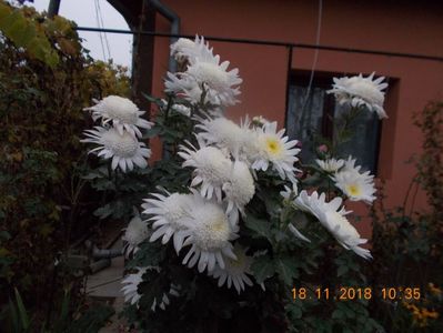 anemona alba-epuizat