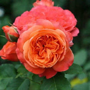 Emilien Guillot. (Tufa); Average rating: EXCELLENT.  
Orange or orange-red Shrub.
Registration name: Emilien Guillot ®
Exhibition name: Emilien Guillot ®
Bred by Dominique Massad (France, 1997).
Introduced in France by Guillo
