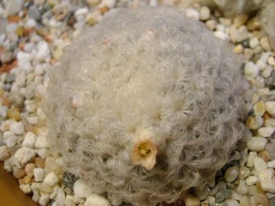 Mammillaria plumosa