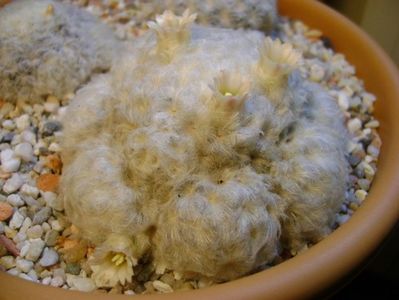 Mammillaria plumosa