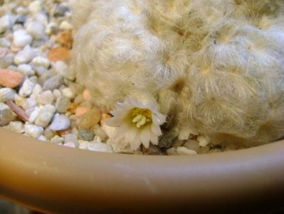 Mammillaria plumosa