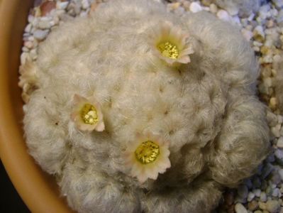 Mammillaria plumosa