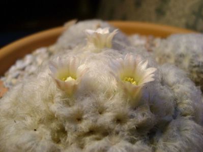 Mammillaria plumosa