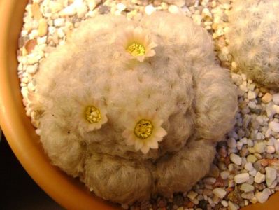 Mammillaria plumosa