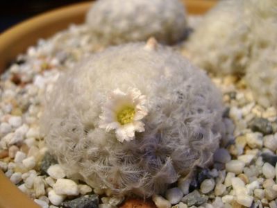 Mammillaria plumosa