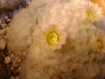 Mammillaria plumosa