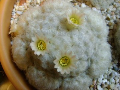 Mammillaria plumosa