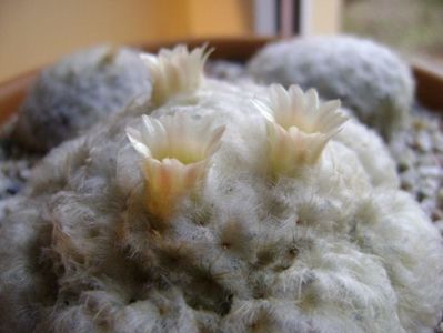 Mammillaria plumosa