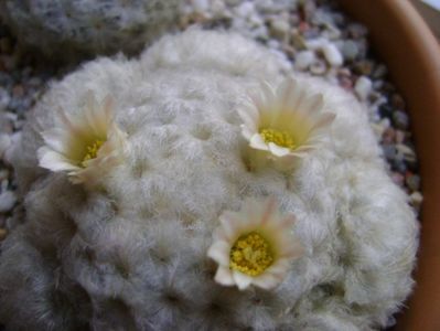 Mammillaria plumosa