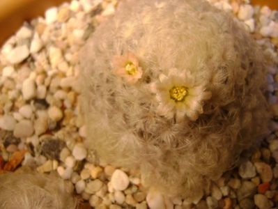 Mammillaria plumosa