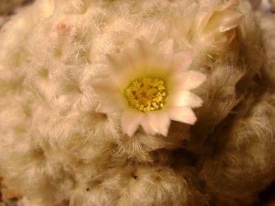 Mammillaria plumosa