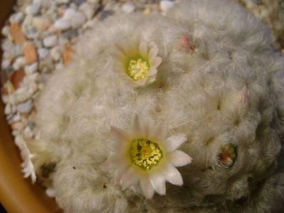 Mammillaria plumosa