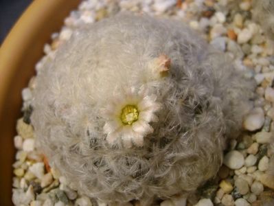 Mammillaria plumosa