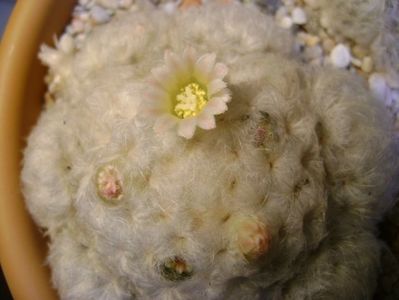 Mammillaria plumosa