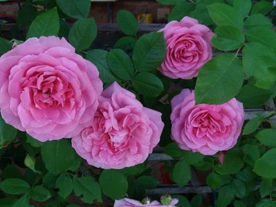 Gertrude Jekyll. (Urcator); EXCELENT
Producator David C. H. Austin 
Roz. Parfum puternic, vechi de trandafir. 
 Înflorește în valuri pe tot parcursul sezonului.
Inaltime 120-300 cm
