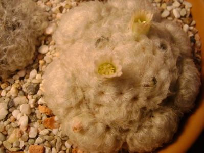 Mammillaria plumosa