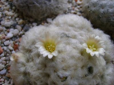 Mammillaria plumosa